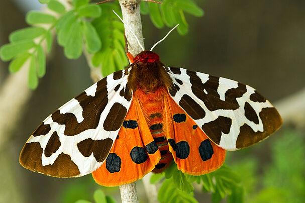 Schmetterling "Brauner Bär"