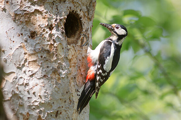 Buntspecht (Fotograf: Johannes Selmansberger)