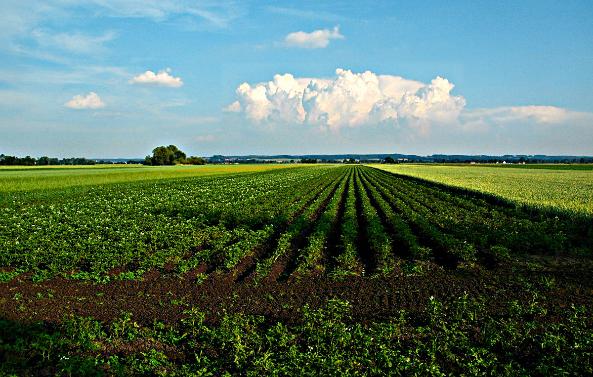 Ackernutzung im Donaumoos